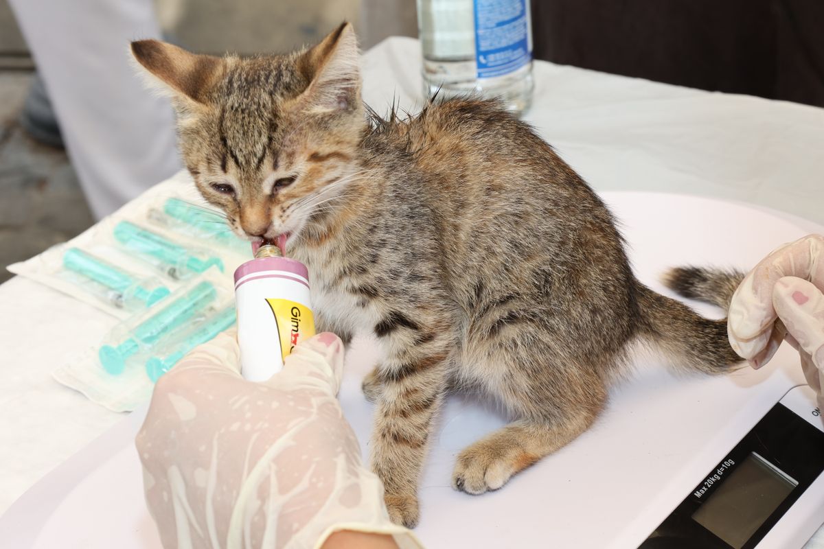 Diabète du chat : symptômes, traitement et régime - Traitement du diabète du chat : insuline, suivi et sécurité