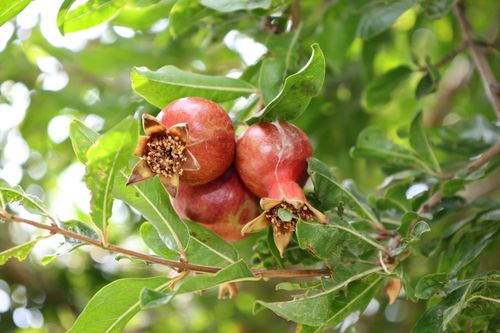 Free Ripe pomegranate fruits hanging on a tree branch surrounded by lush green leaves. Stock Photo