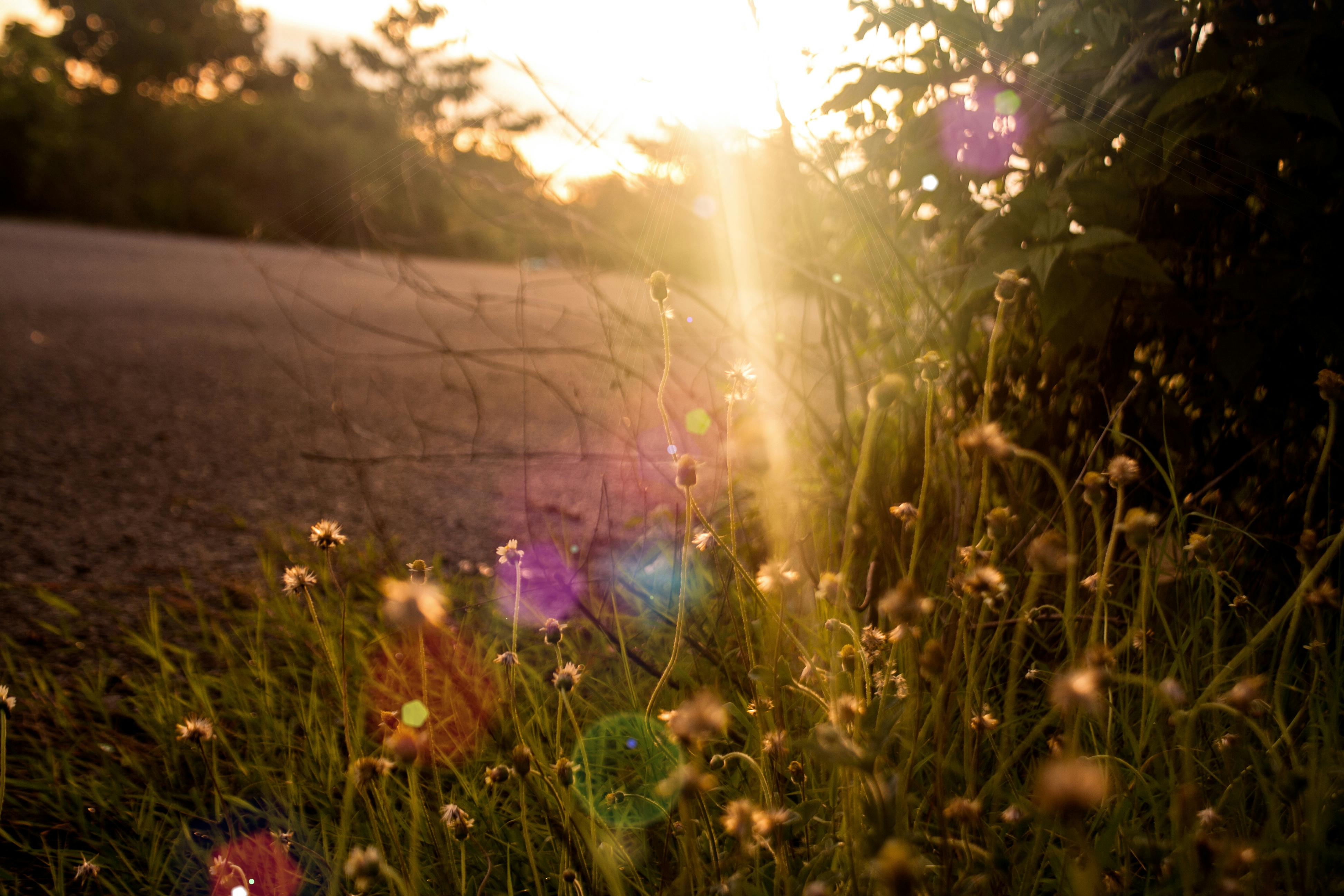 Free stock photo of beautiful flowers, evening sun, glow