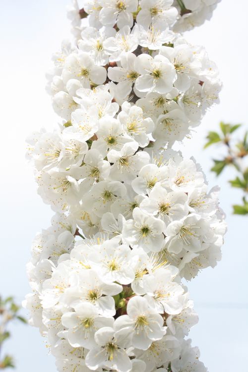 Free A detailed view of blooming white cherry blossoms on a branch in springtime. Stock Photo