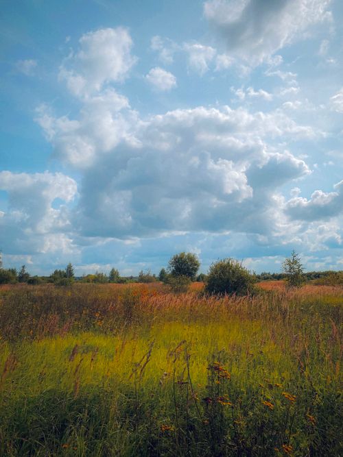 Free Beautiful wildflower field under a vibrant blue sky with fluffy clouds. Stock Photo