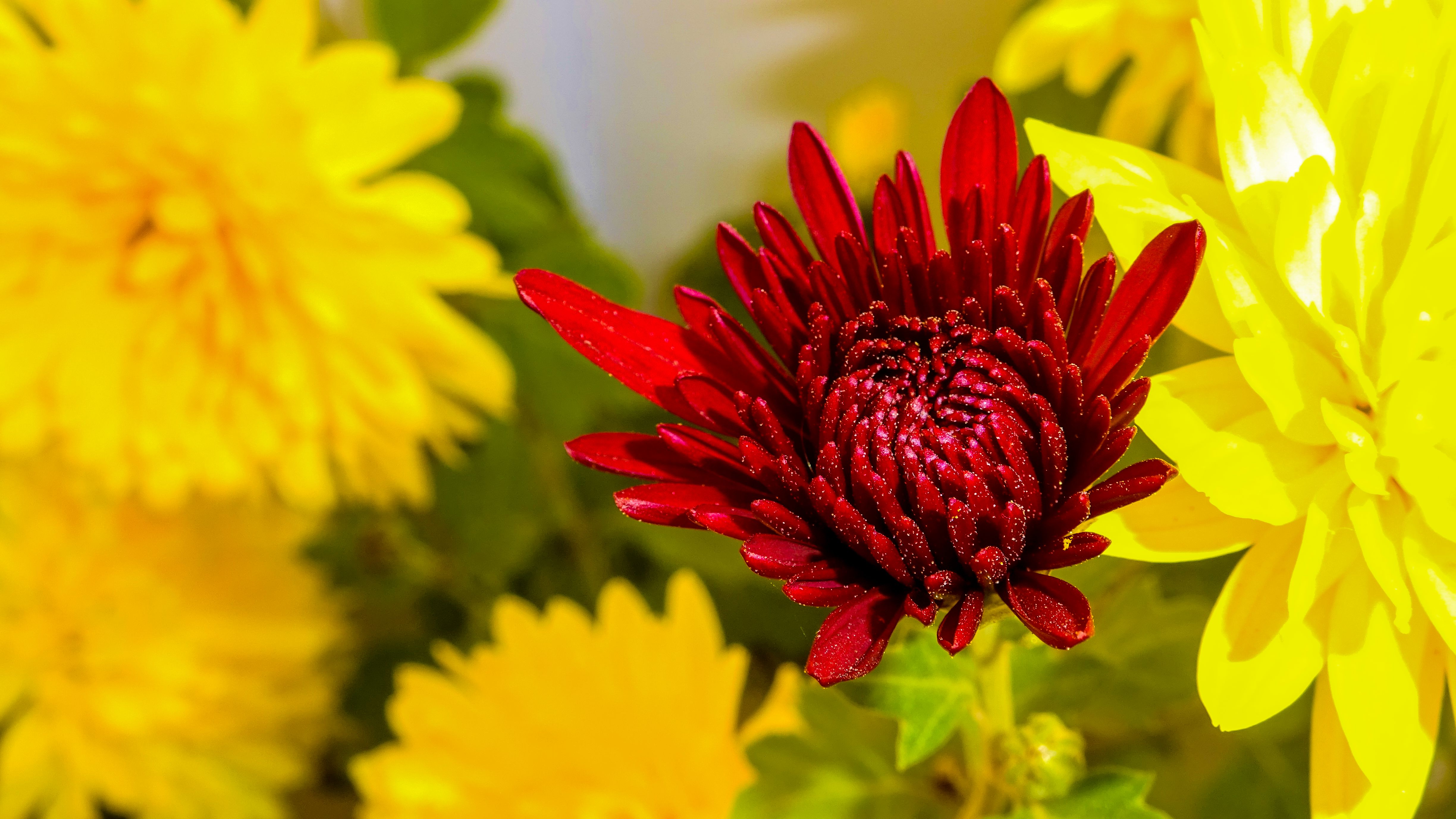 Free stock photo of beautiful flowers, chrysanthemum flower, nature