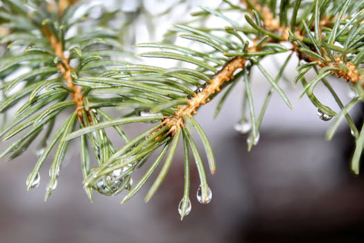 Detailed macro shot of pine needles with dew droplets in Illinois, USA.