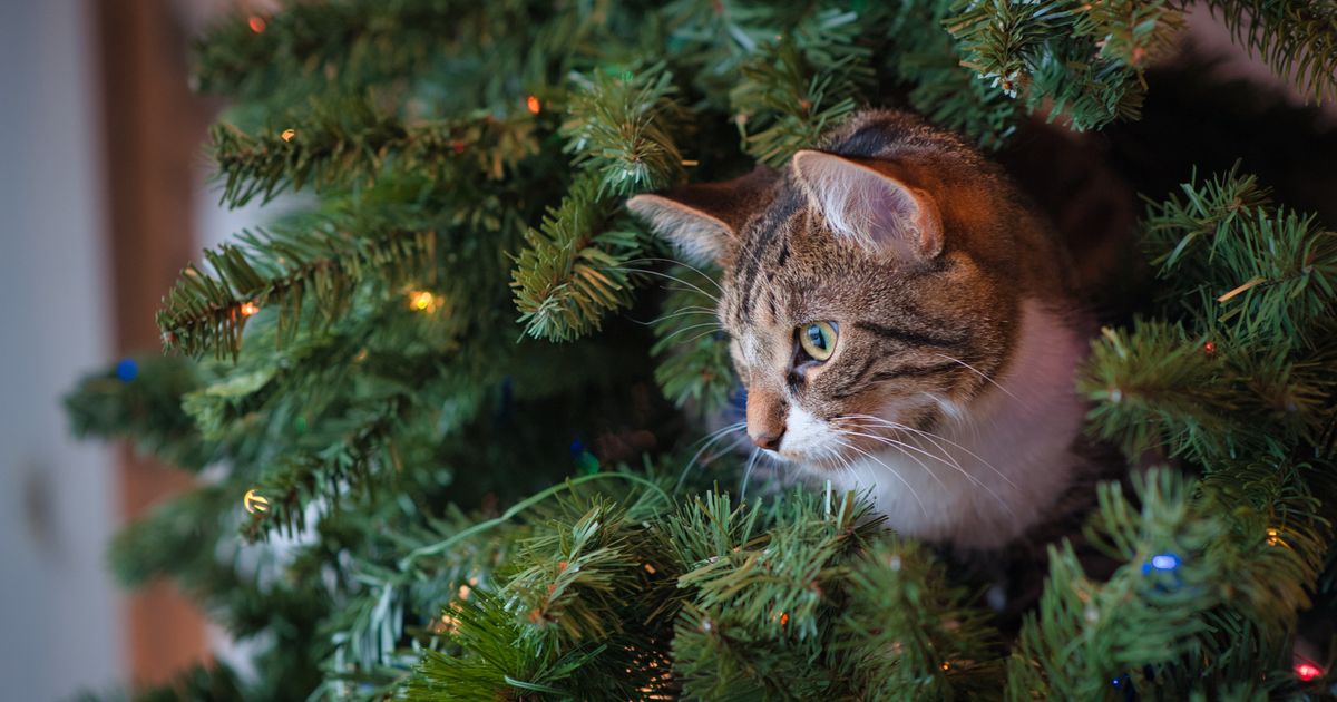Weihnachten mit Katze: Geschenke rund um Baum und Fest