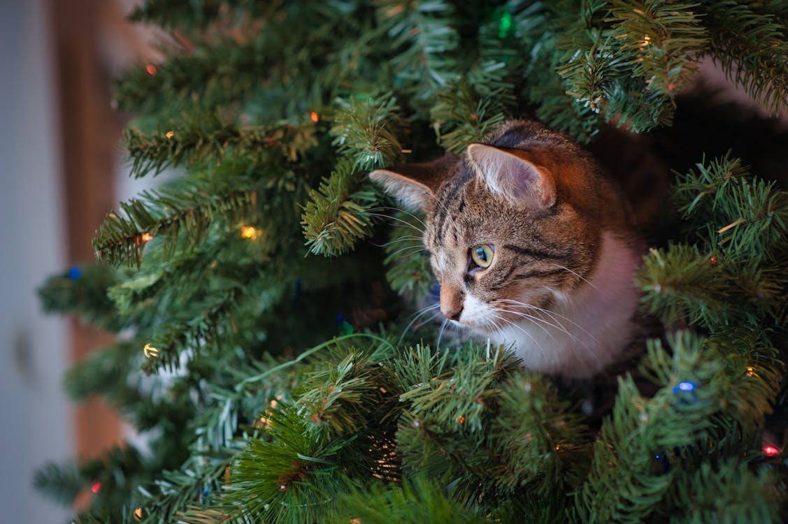 Free Cat in Christmas Tree Stock Photo