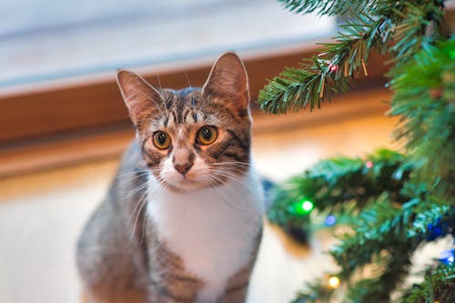 Free Brown Tabby Cat Beside Green Christmas Tree Stock Photo