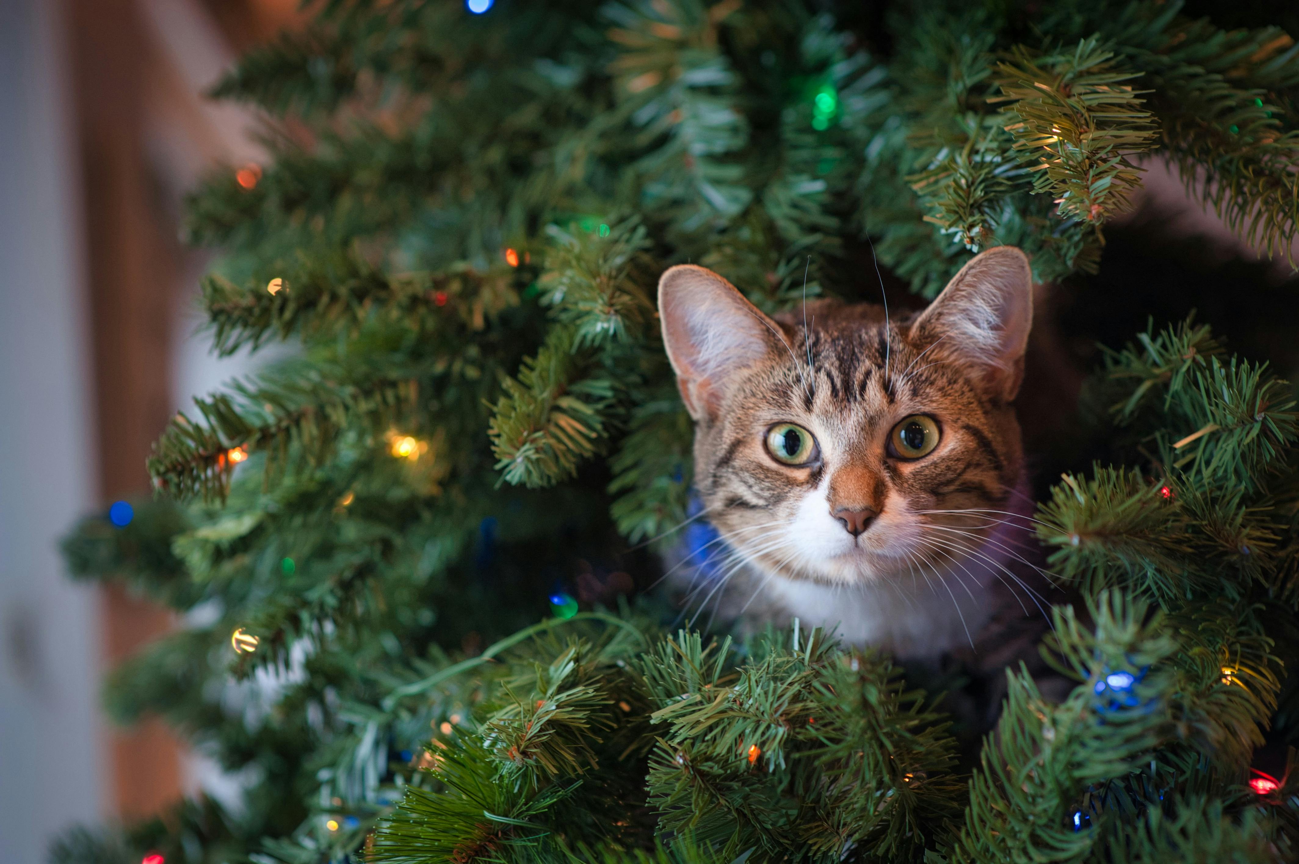 Wallpaper eyes animal Cats costume Ben Torode Christmas Cat images for  desktop section кошки  download