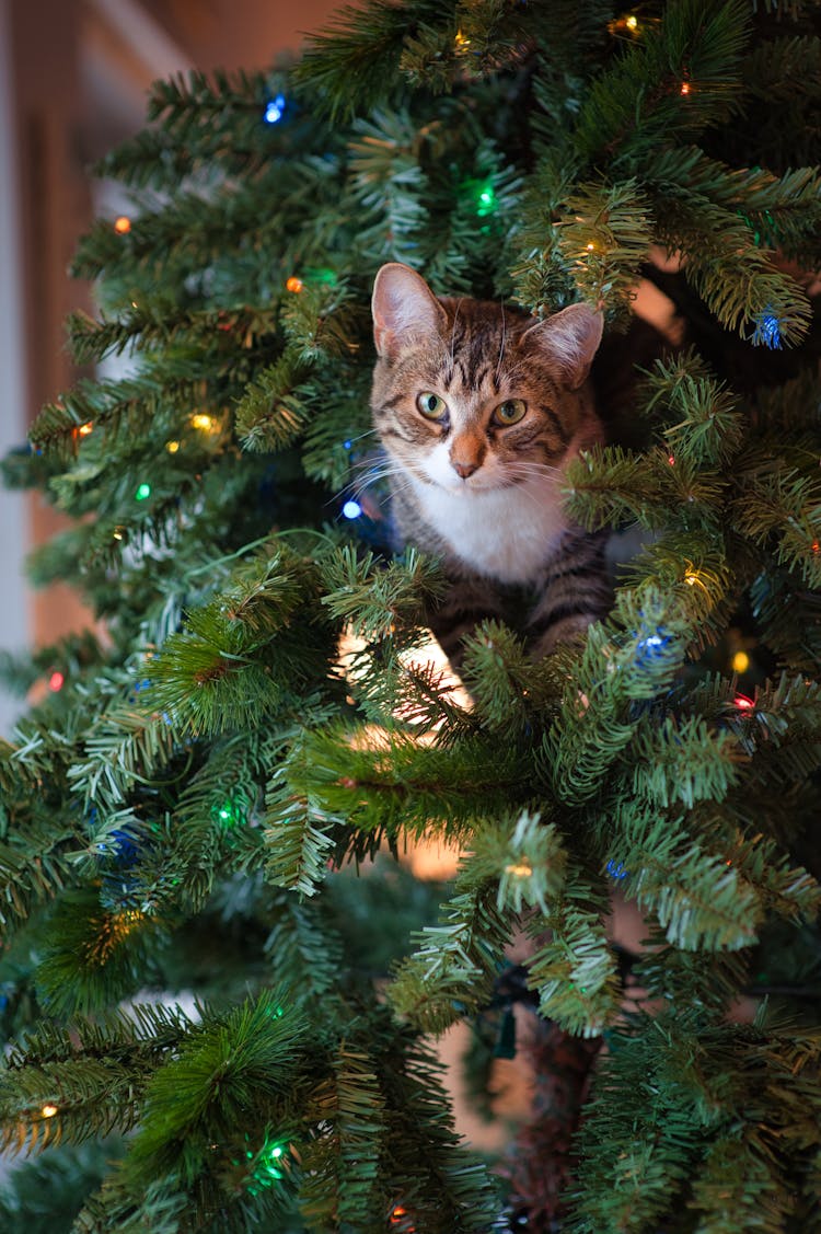 Tabby Cat On Green Christmas Tree