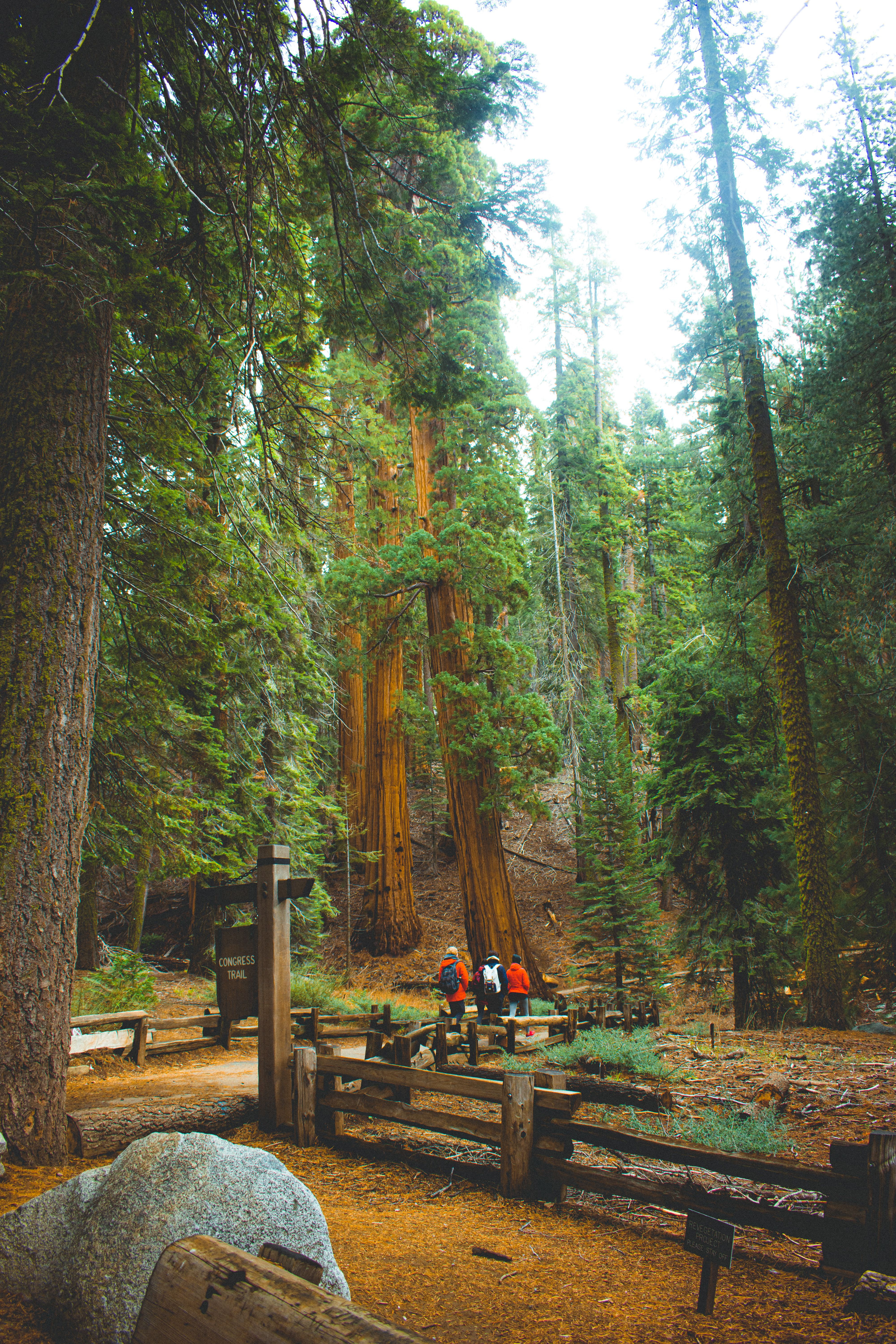 A group of hikers explore a scenic trail among towering sequoia trees in California's forest wilderness.