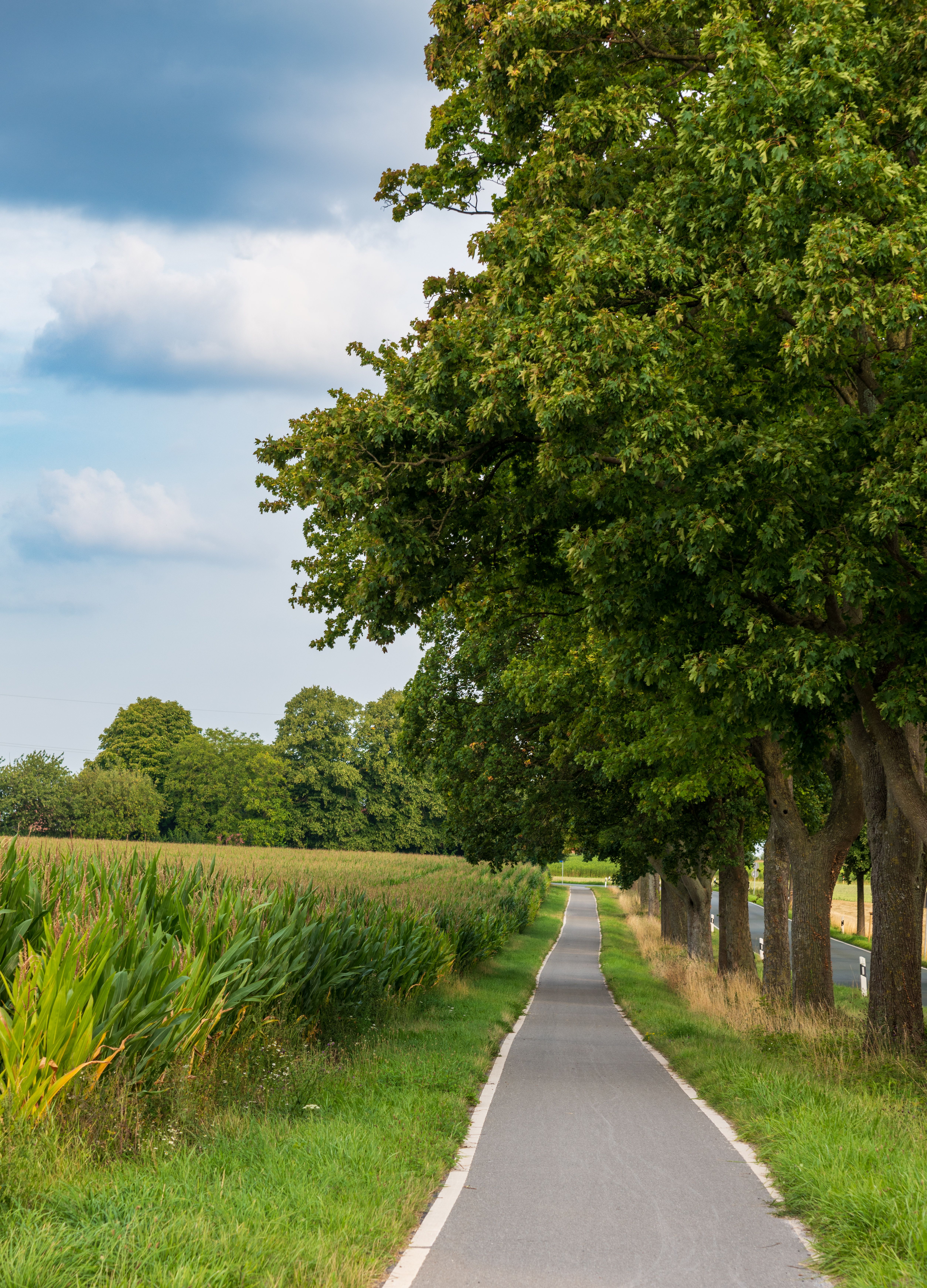 Scenic Country Road through Lush Green Trees · Free Stock Photo