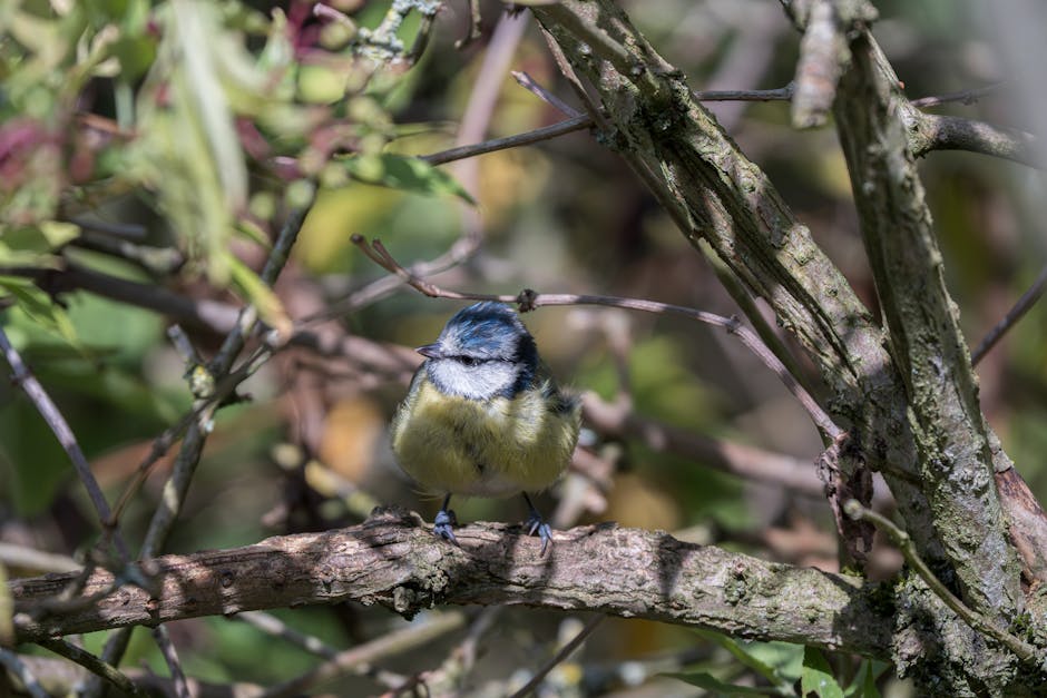 Free stock photo of animals, bird, birds