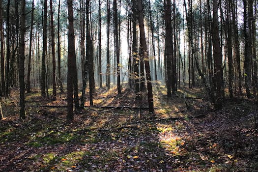 Sunlight filtering through trees in a misty forest during daytime.