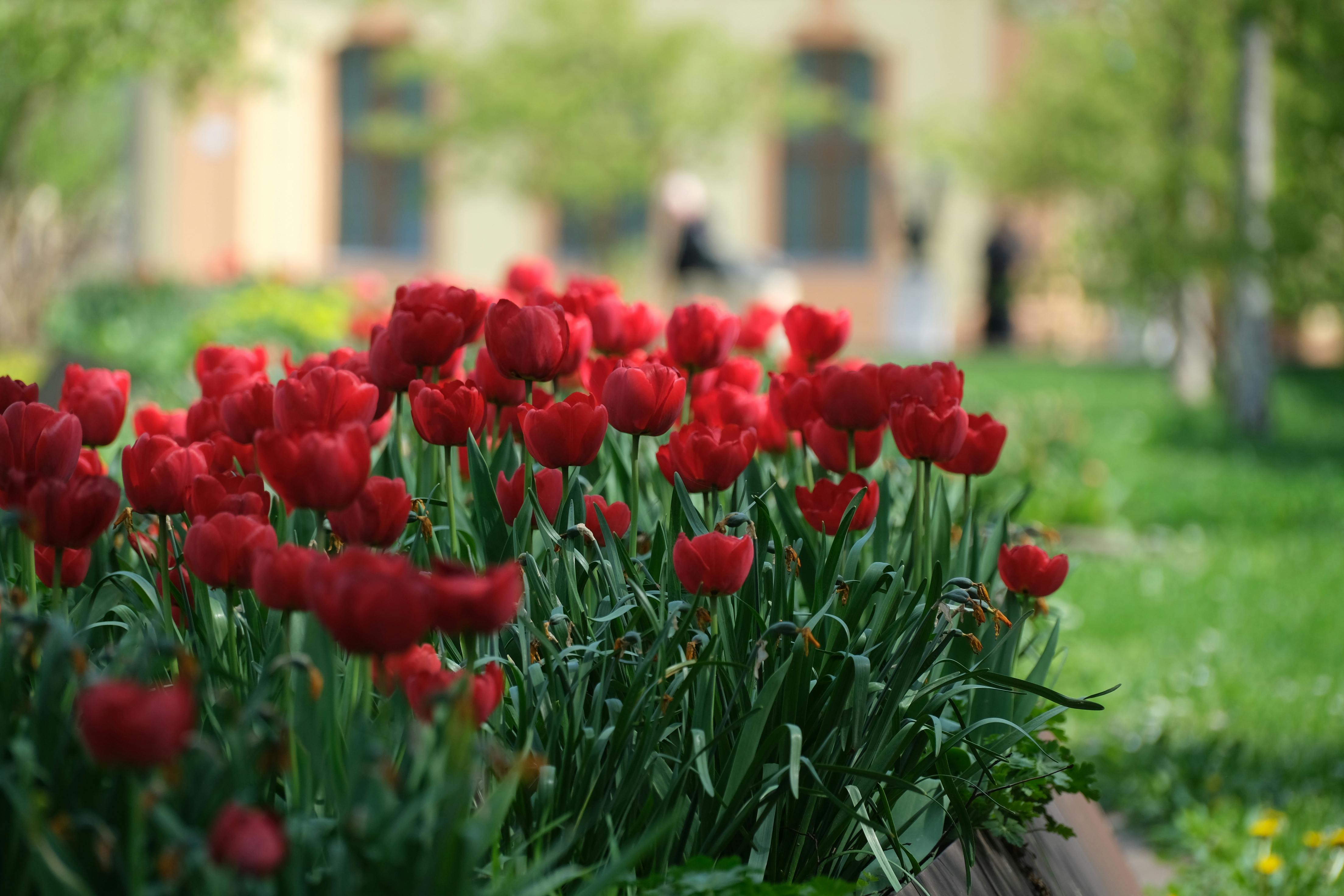 Floriografía: Simbolismo Floral y Comunicación No Verbal en la Cultura y el Paisajismo