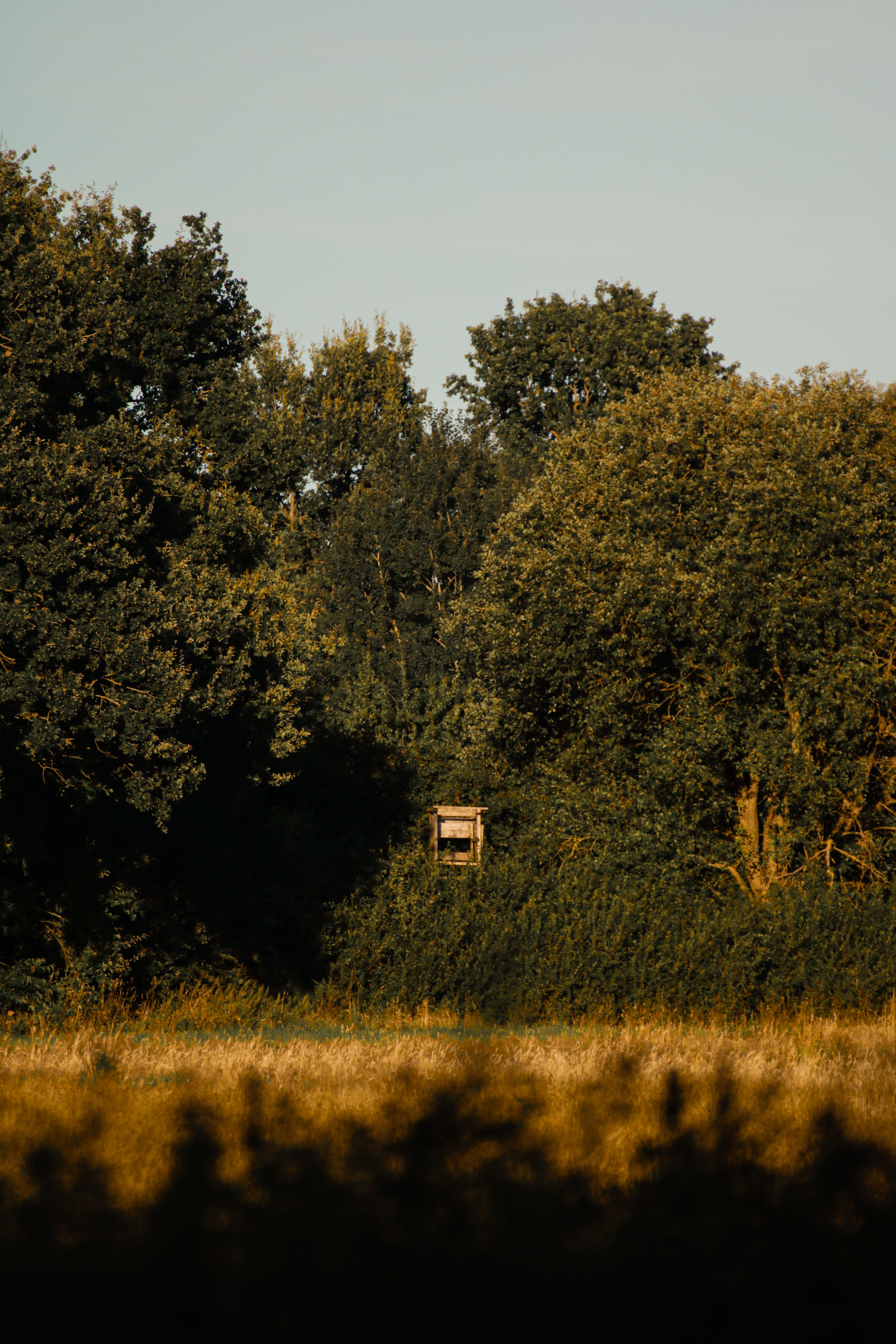 Peaceful forest glade in Hamburg during summer, with tall trees and warm sunlight casting shadows.