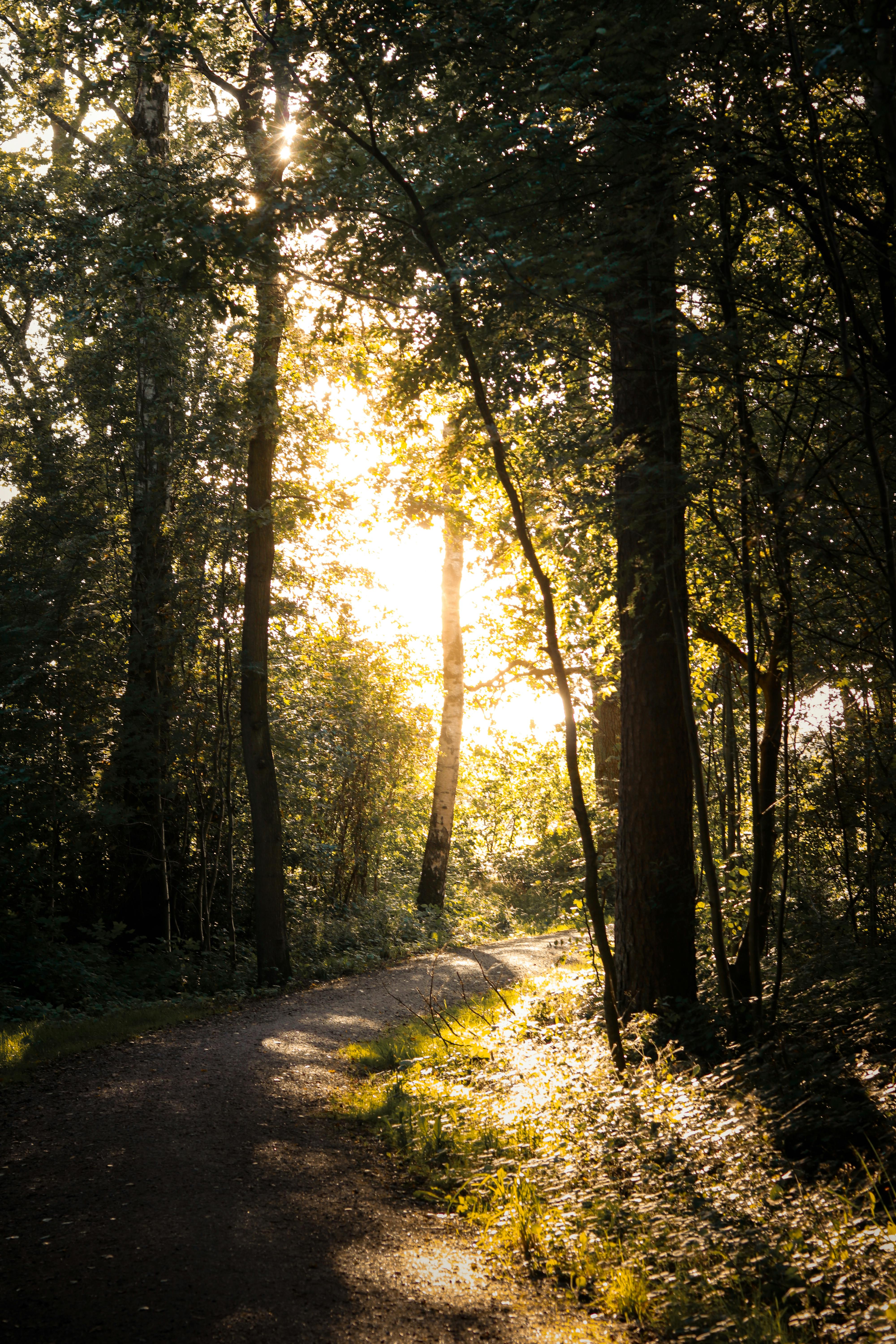 Enchanting Forest Path at Golden Hour in Hamburg · Free Stock Photo