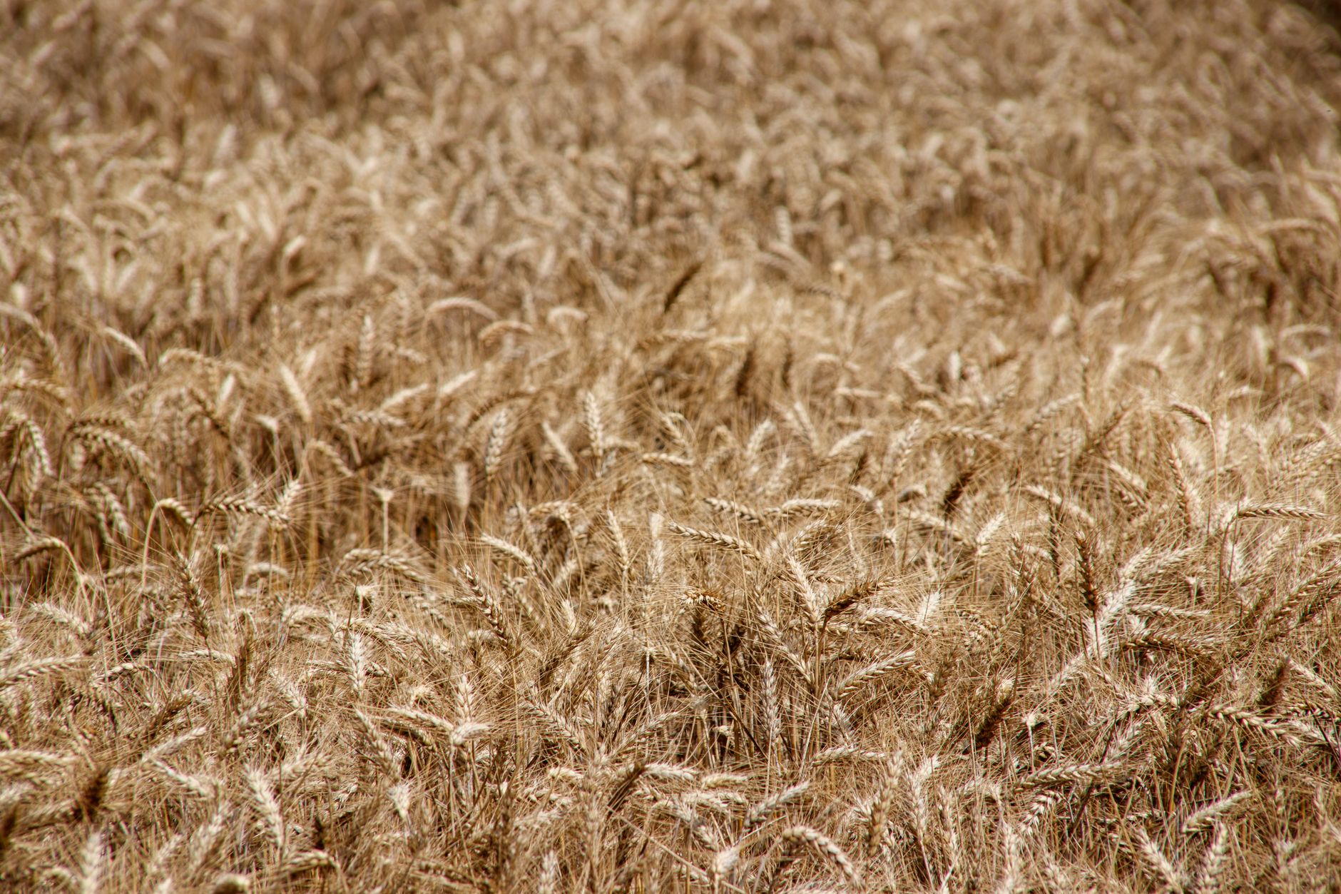That Bag of Flour in Your Pantry Could Be Worth a Lot More Soon