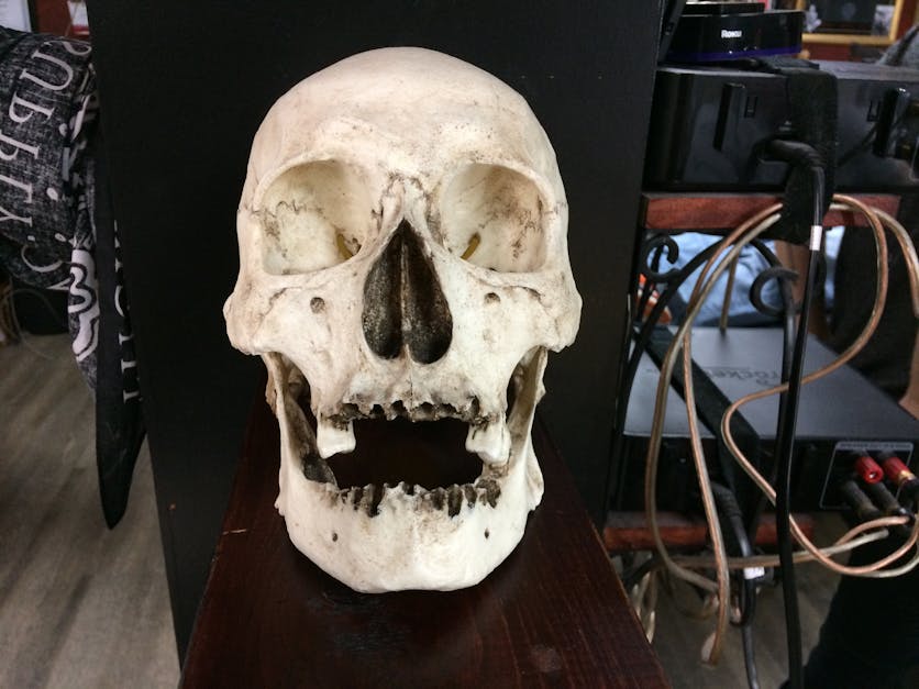 Free stock photo of bones, dead, human skull