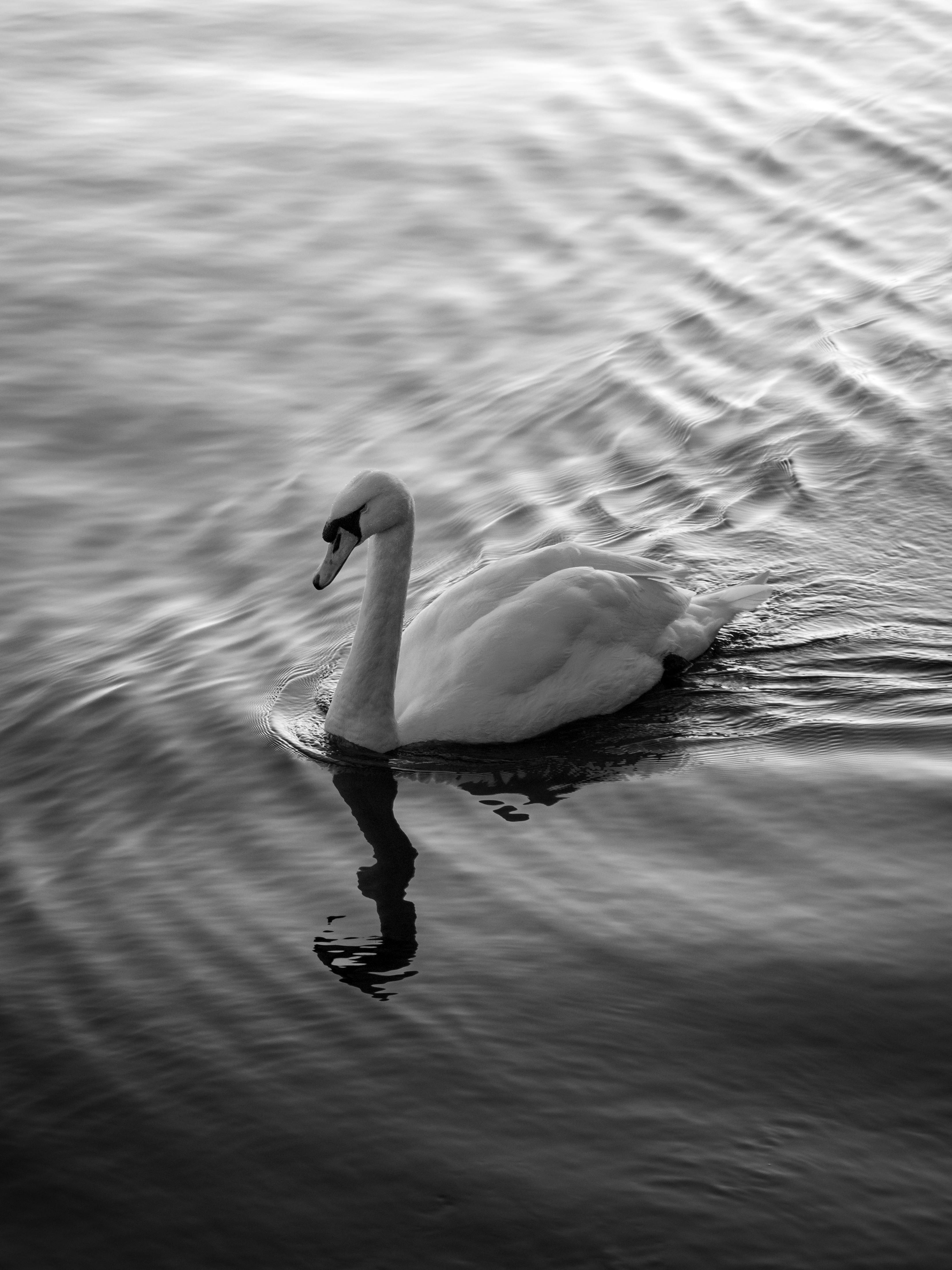 Black and white photo of a swan gracefully gliding on rippling water, offering a serene and tranquil ambiance.