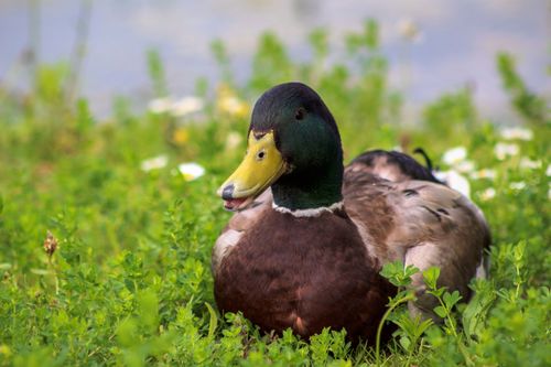 Free Close-up of a male mallard duck resting on grass by a pond, vibrant and serene. Stock Photo