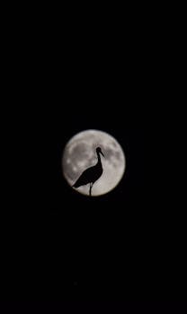 A striking silhouette of a stork against a bright full moon captured in Siirt, Türkiye.
