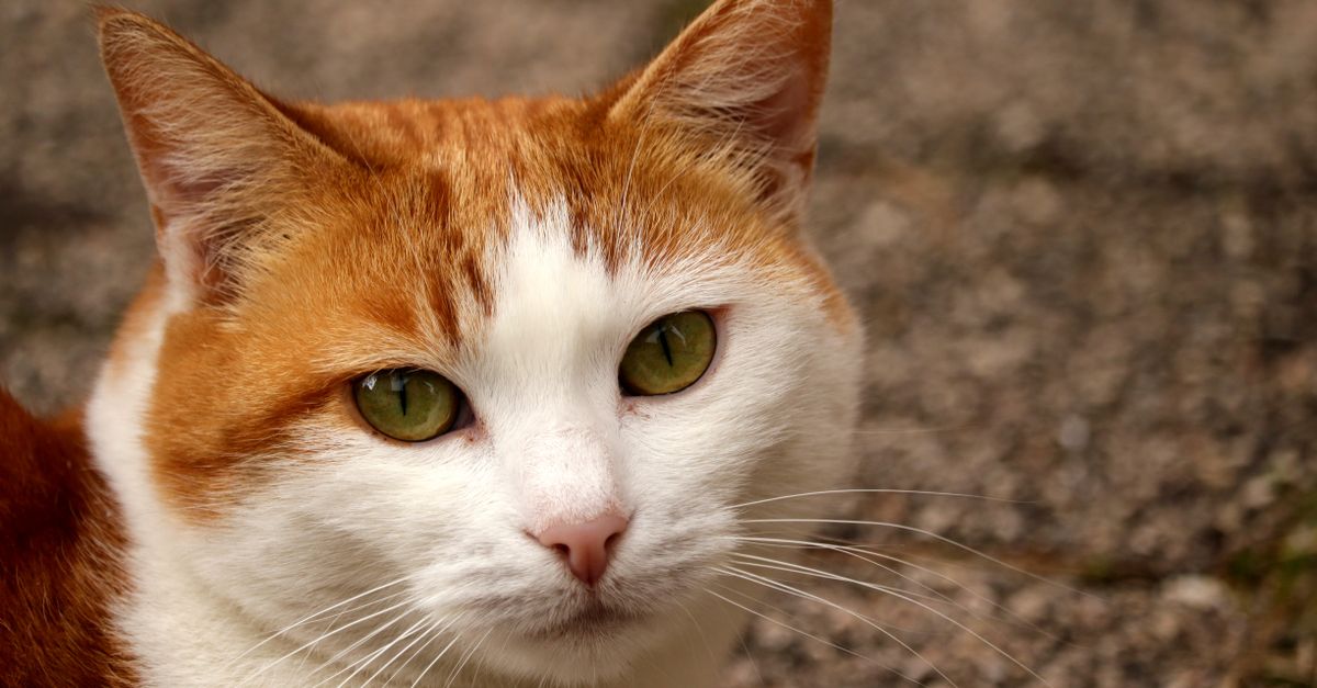 Orange and White Cat Breed Genetics Orange and white cat breed genetics: close-up of a ginger and white cat with green eyes