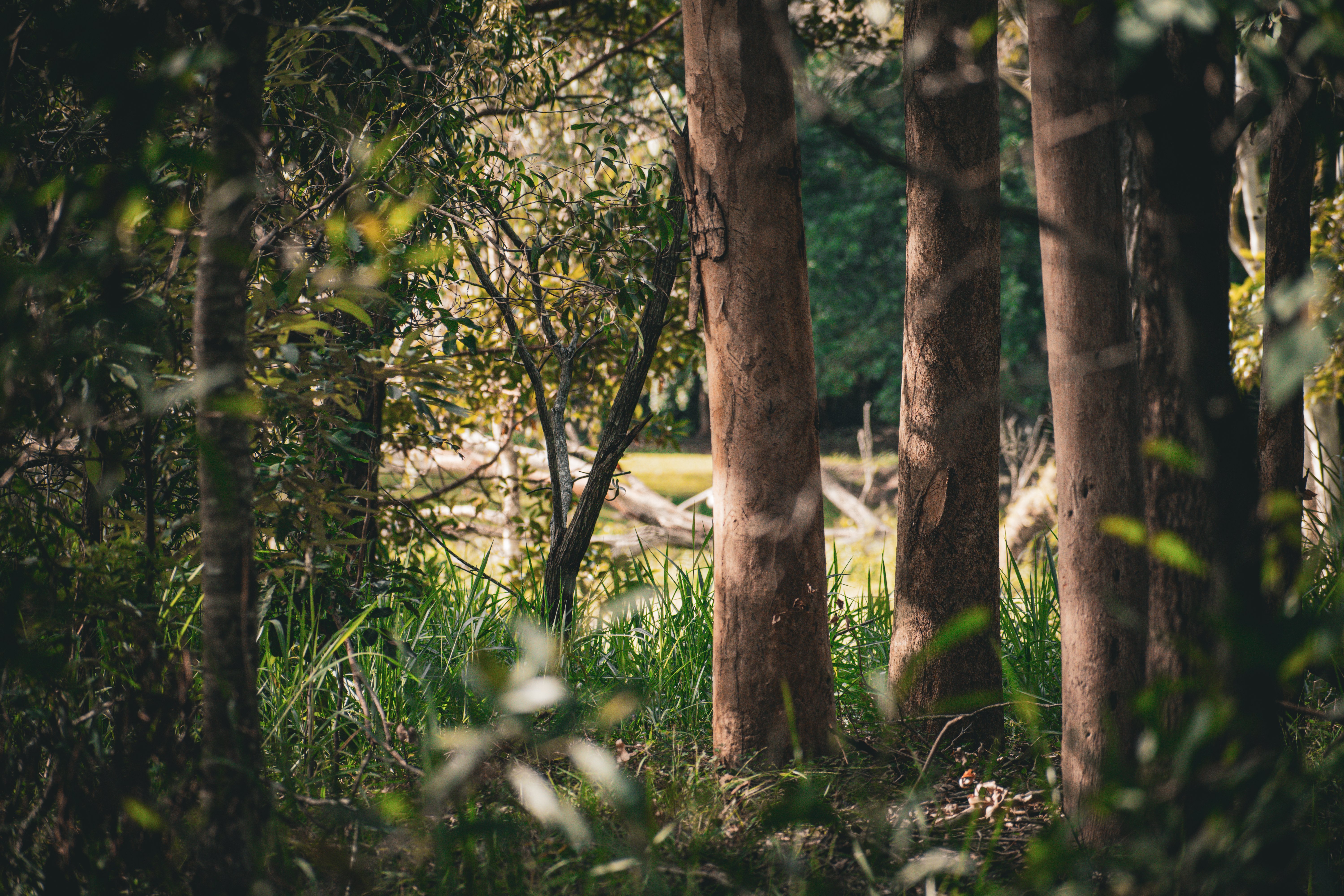 naturopaths brisbane