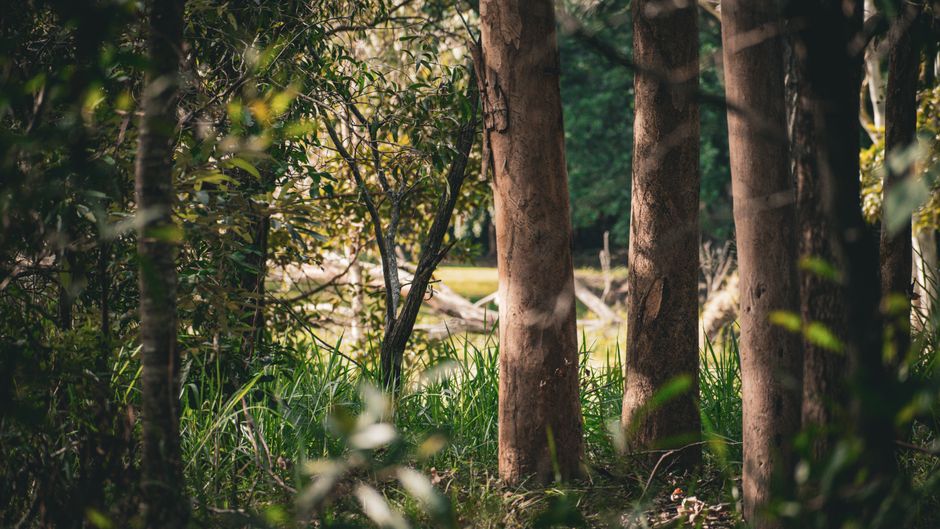 naturopaths brisbane