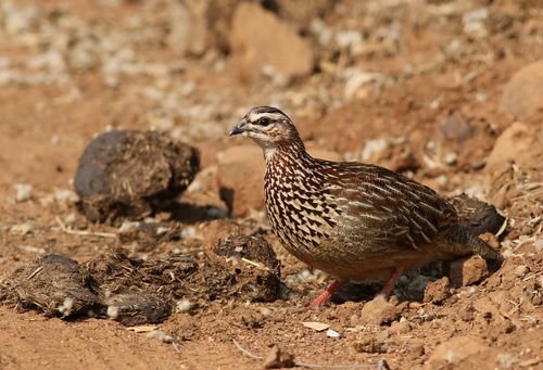 Free A crested francolin (Dendroperdix sephaena) foraging in the African savanna. Stock Photo