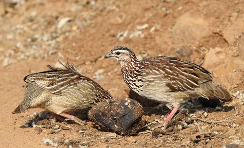 Free Two crested francolins foraging on a dry, sandy terrain in a nature reserve. Stock Photo