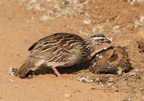 Free Crested francolin (Dendroperdix sephaena) foraging on arid ground. Stock Photo