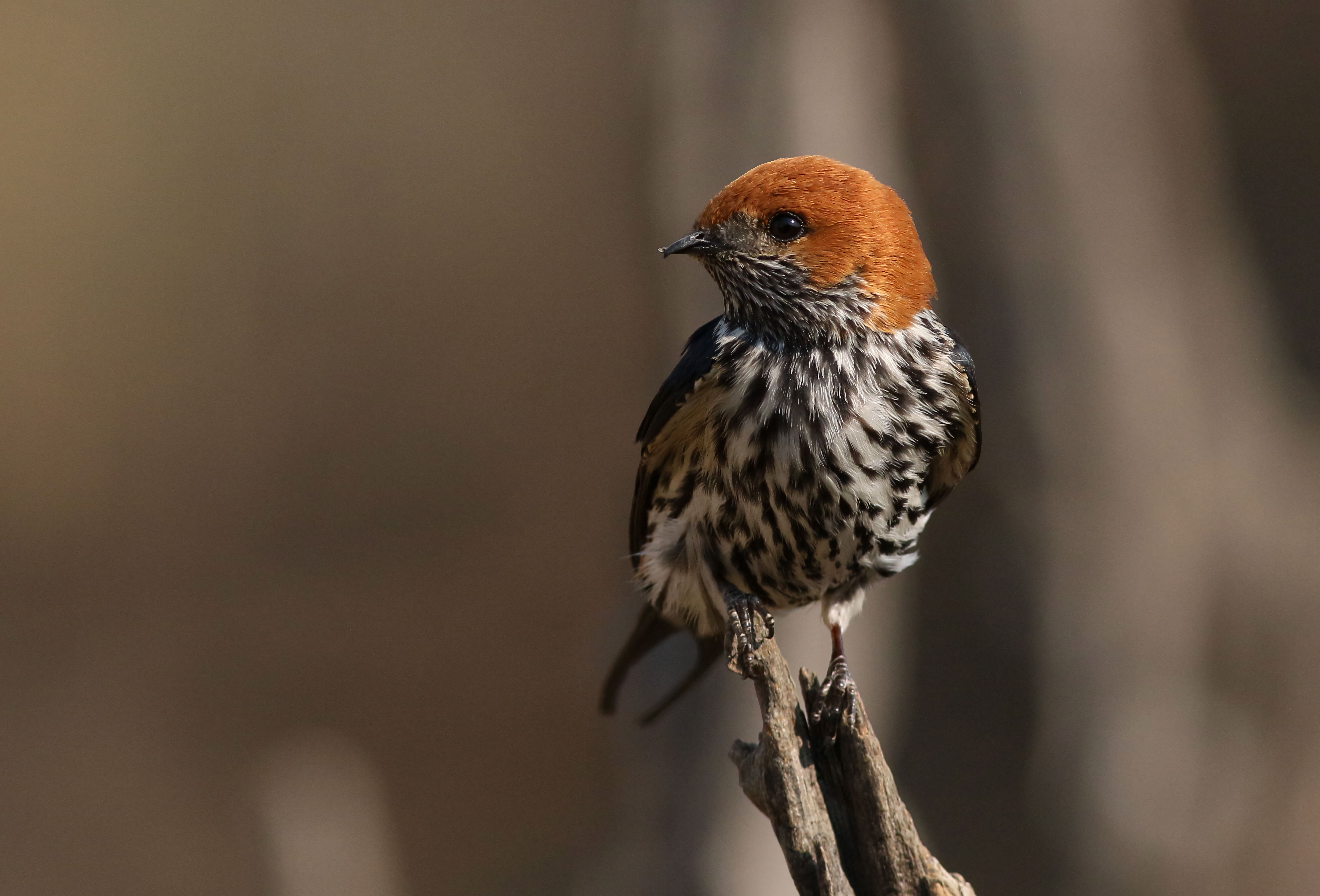 Lesser Striped Swallow Perched in Nature · Free Stock Photo