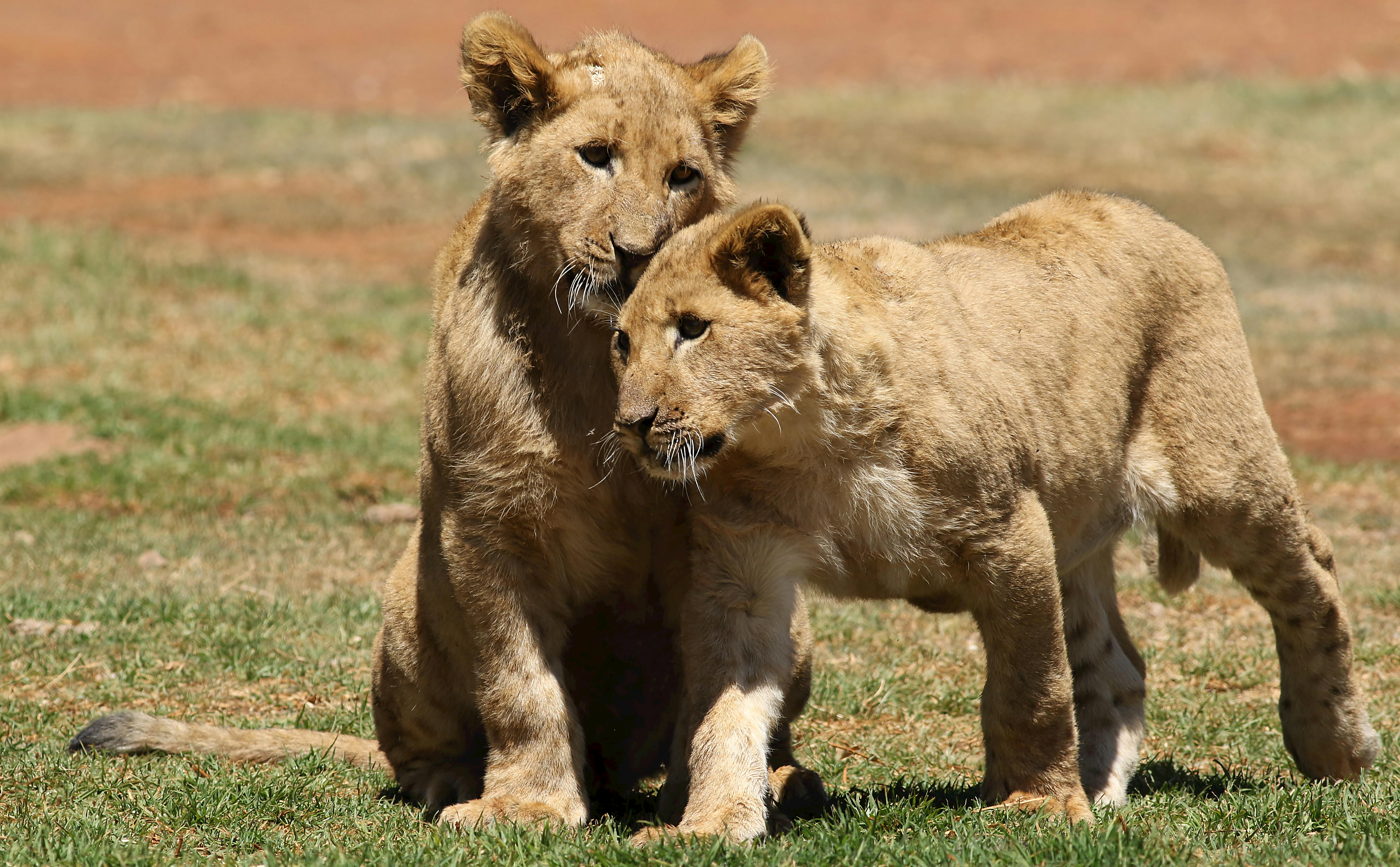 'Nants’ Ingonyama is not a punchline - Lebo M to sue Zimbabwean comedian over Lion King joke