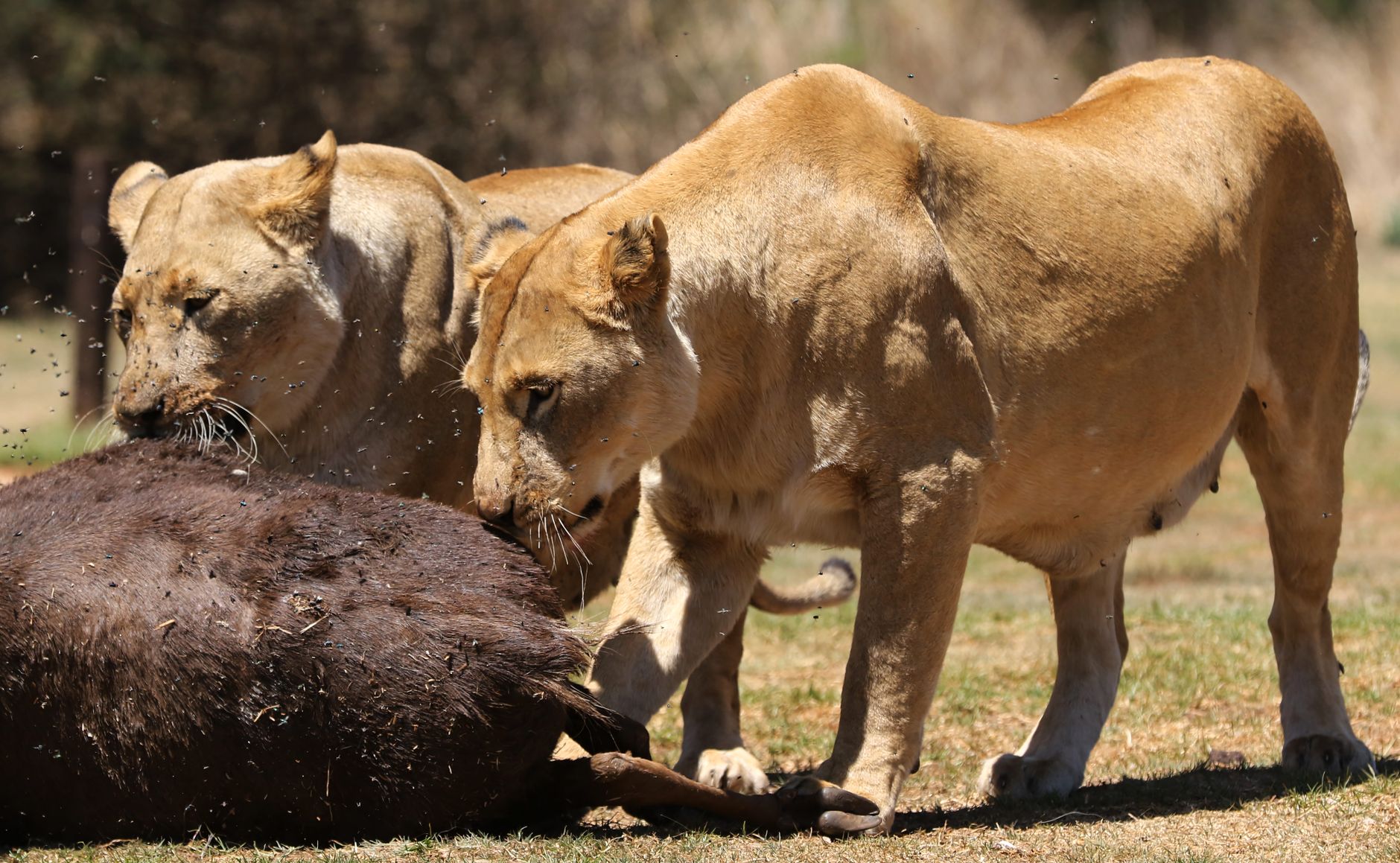 lion pride south africa savanna bush safari wildlife big five