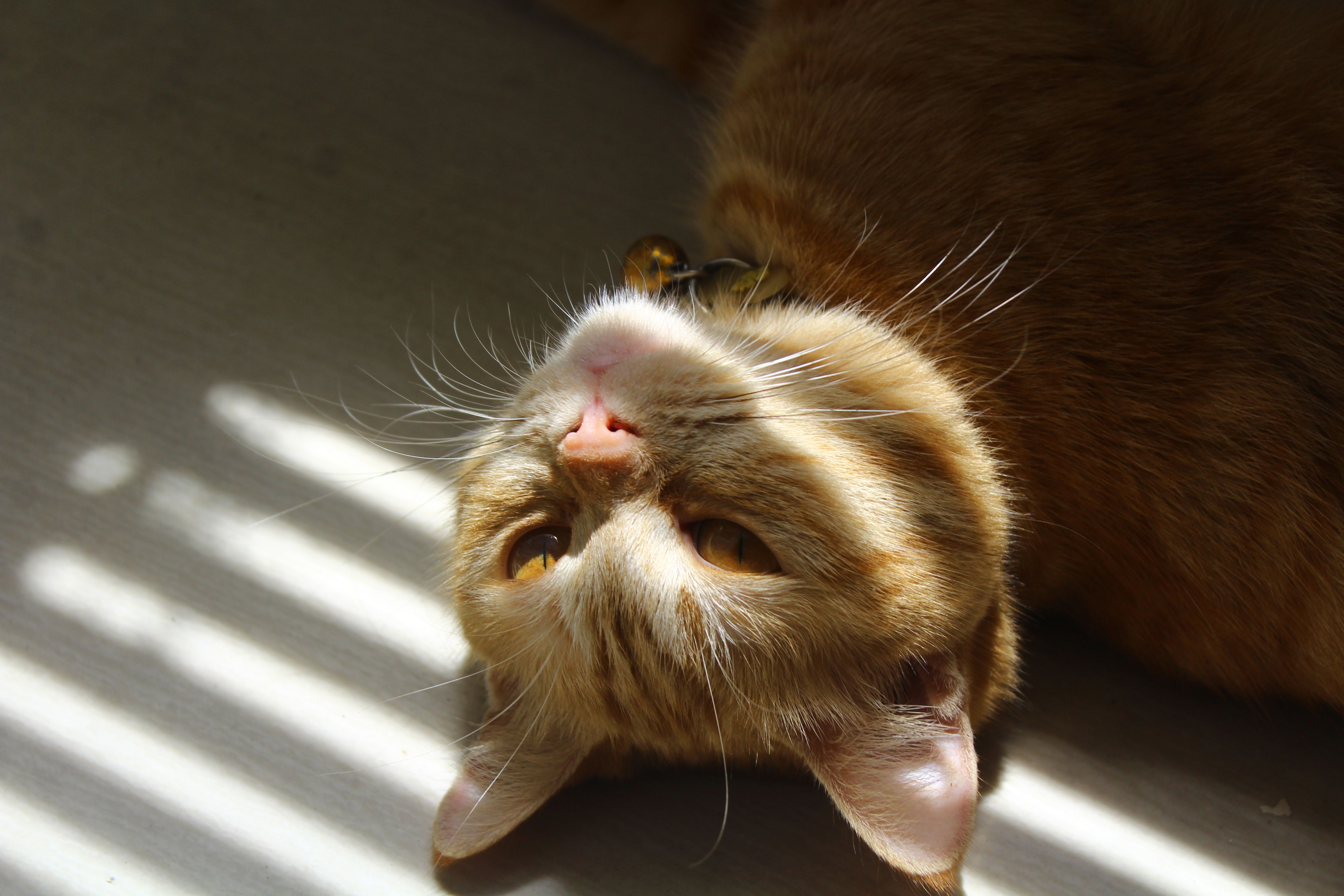 A cat undergoing diagnostic blood testing at a veterinary clinic