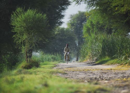 Free A villager cycling through a lush green pathway in Kandiāro, Sindh, Pakistan. Stock Photo