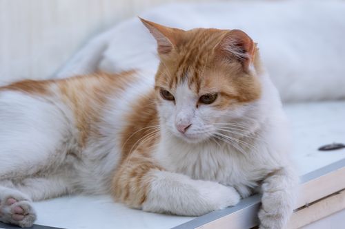 Free A serene orange and white domestic cat resting outdoors in İzmir, Türkiye. Stock Photo
