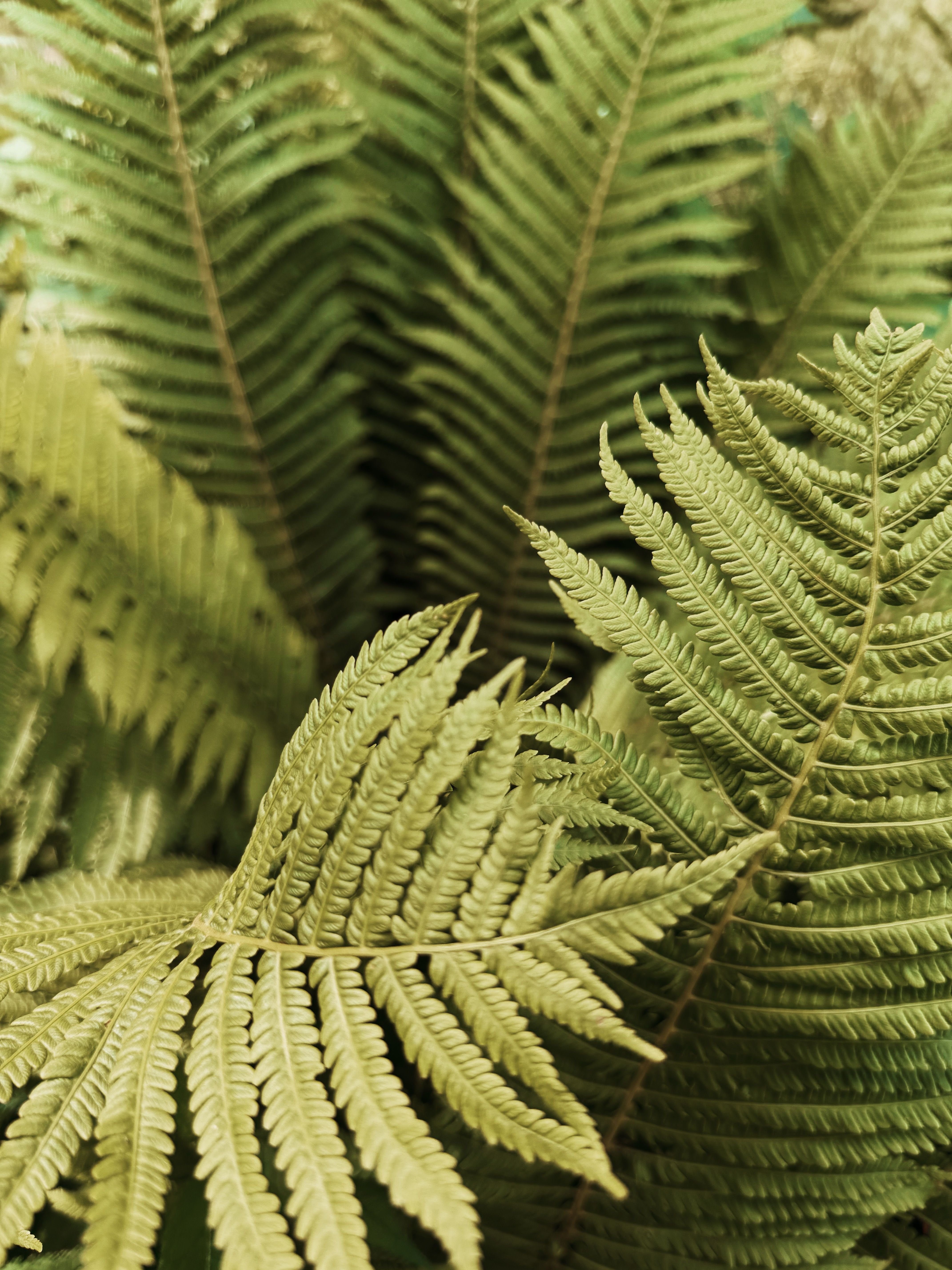 Close-up view of vibrant green fern leaves outdoors, showcasing nature's intricate patterns.