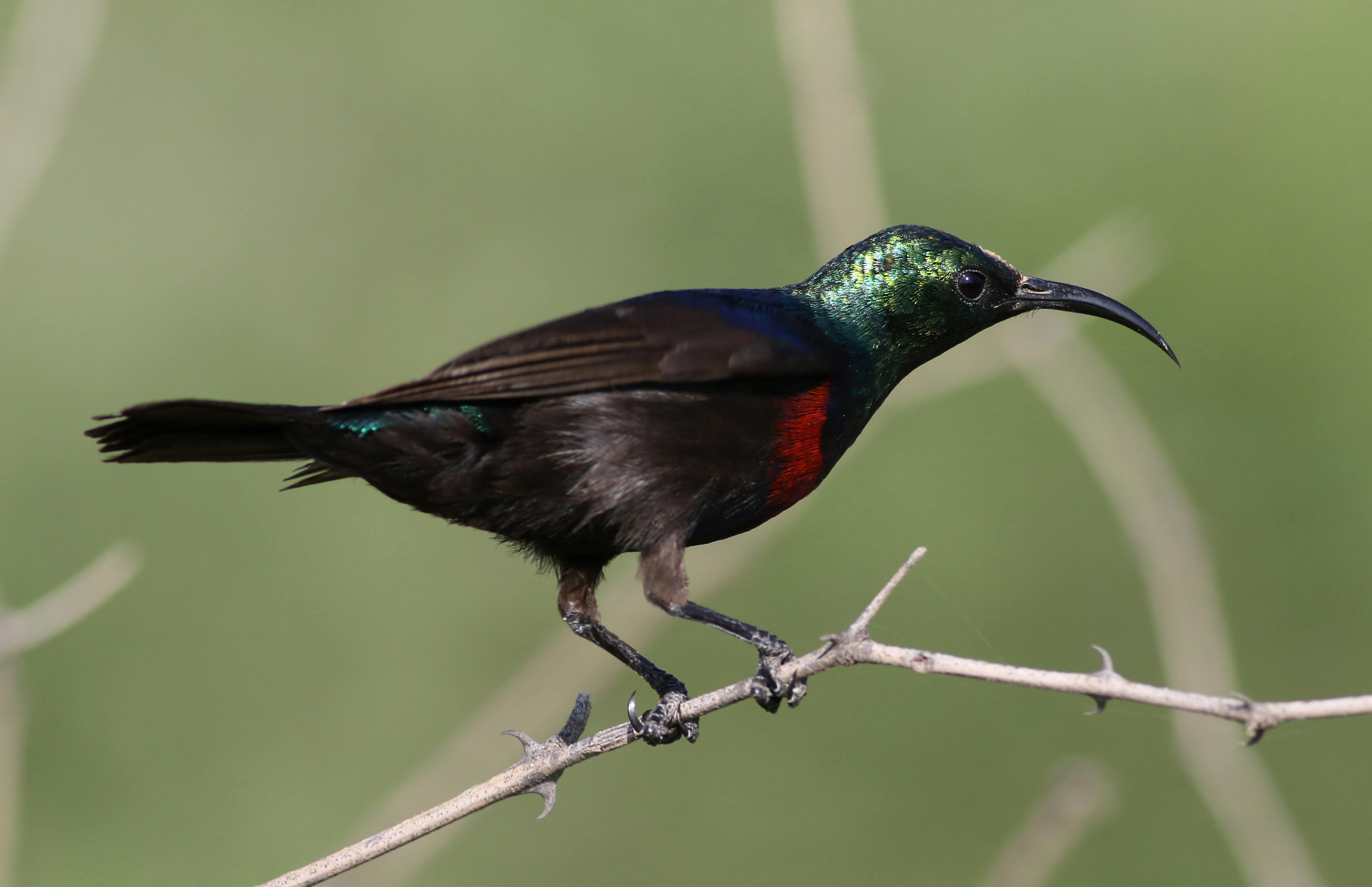 A colorful Marico Sunbird (Cinnyris mariquensis) perched gracefully on a branch.