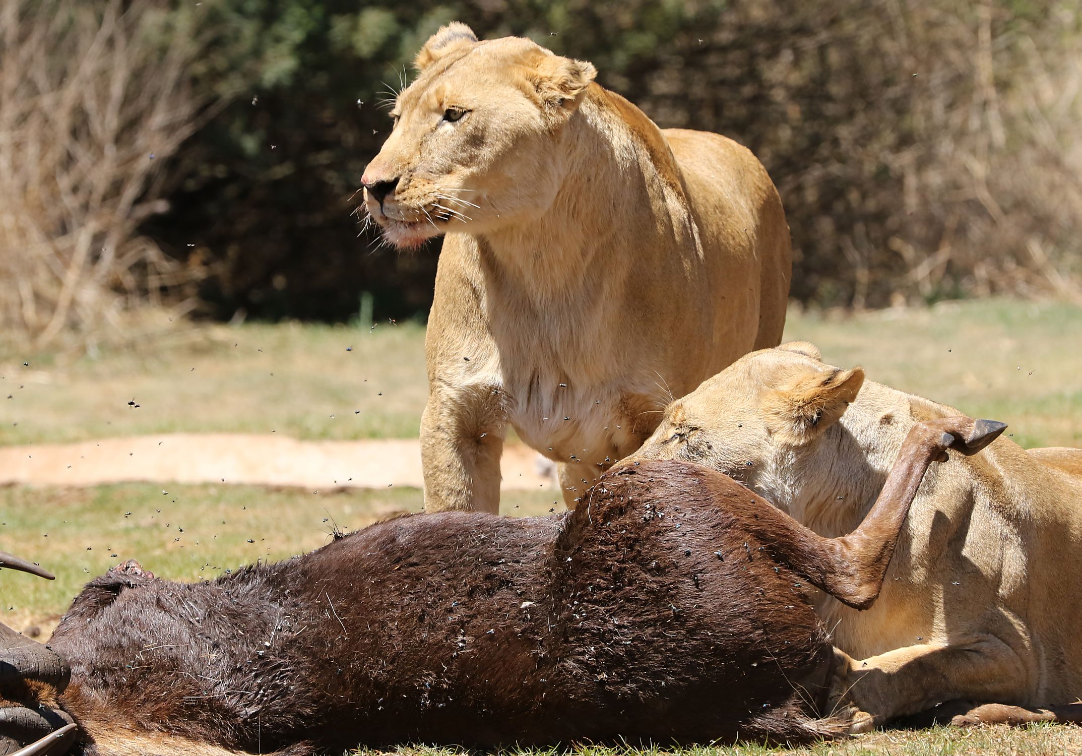 Lions Feeding On Prey In Savanna Setting Free Stock Photo Lions Feeding On Prey In Savanna Setting Free Stock Photo