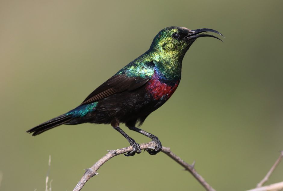 Marico sunbird with iridescent plumage perched in natural habitat