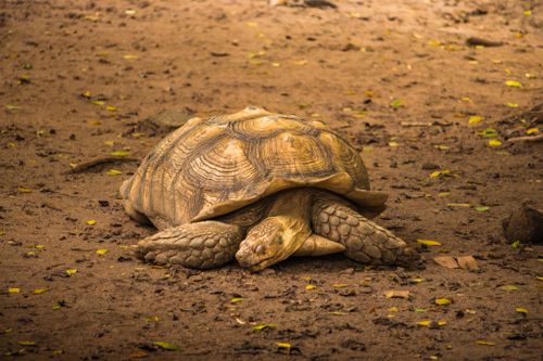 Free Photo of an African spurred tortoise resting on a forest floor in Ho Chi Minh City. Stock Photo