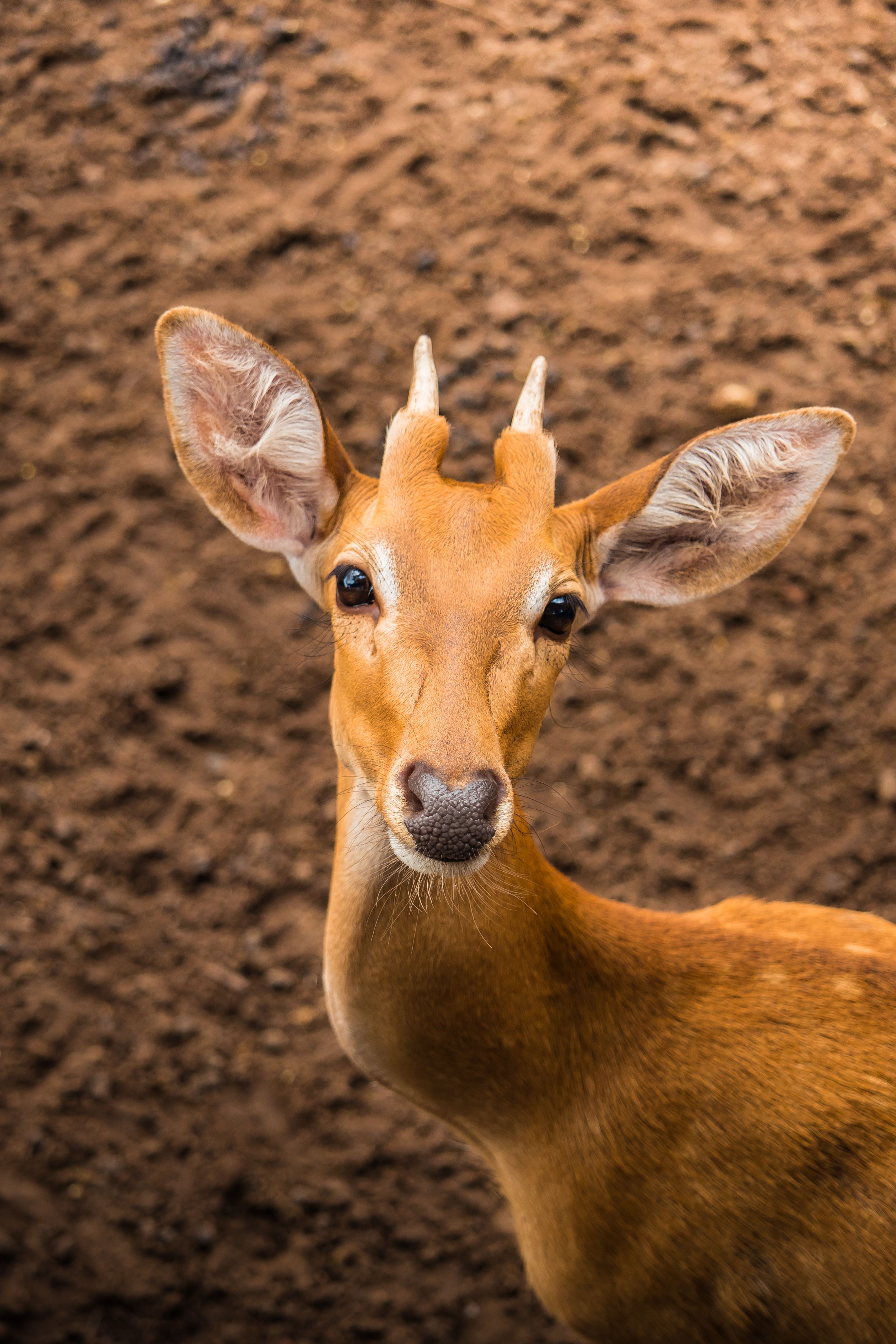 A close-up shot of a young deer captured in natural habitat in Vietnam.