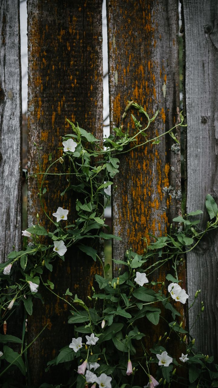 Plant Climbing Vines on Walls
