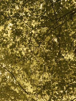 A bright overhead view of maple tree leaves backlit by sunlight, showcasing autumn hues.