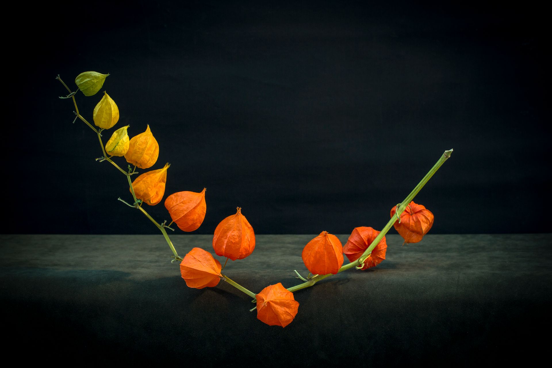 Colorful Chinese lantern plant flowers against a dark backdrop.