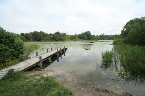 無料 緑の木々に囲まれた湖の木製ドック 写真素材