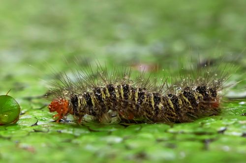 Free Detailed macro shot of a spiky caterpillar with water droplets on leaf. Stock Photo