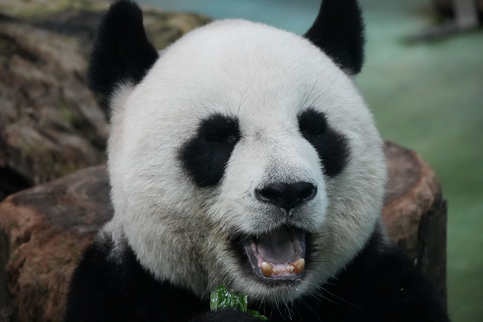 Chengdu Travel Guide: Pandas, Sichuan Food, and Teahouse Culture