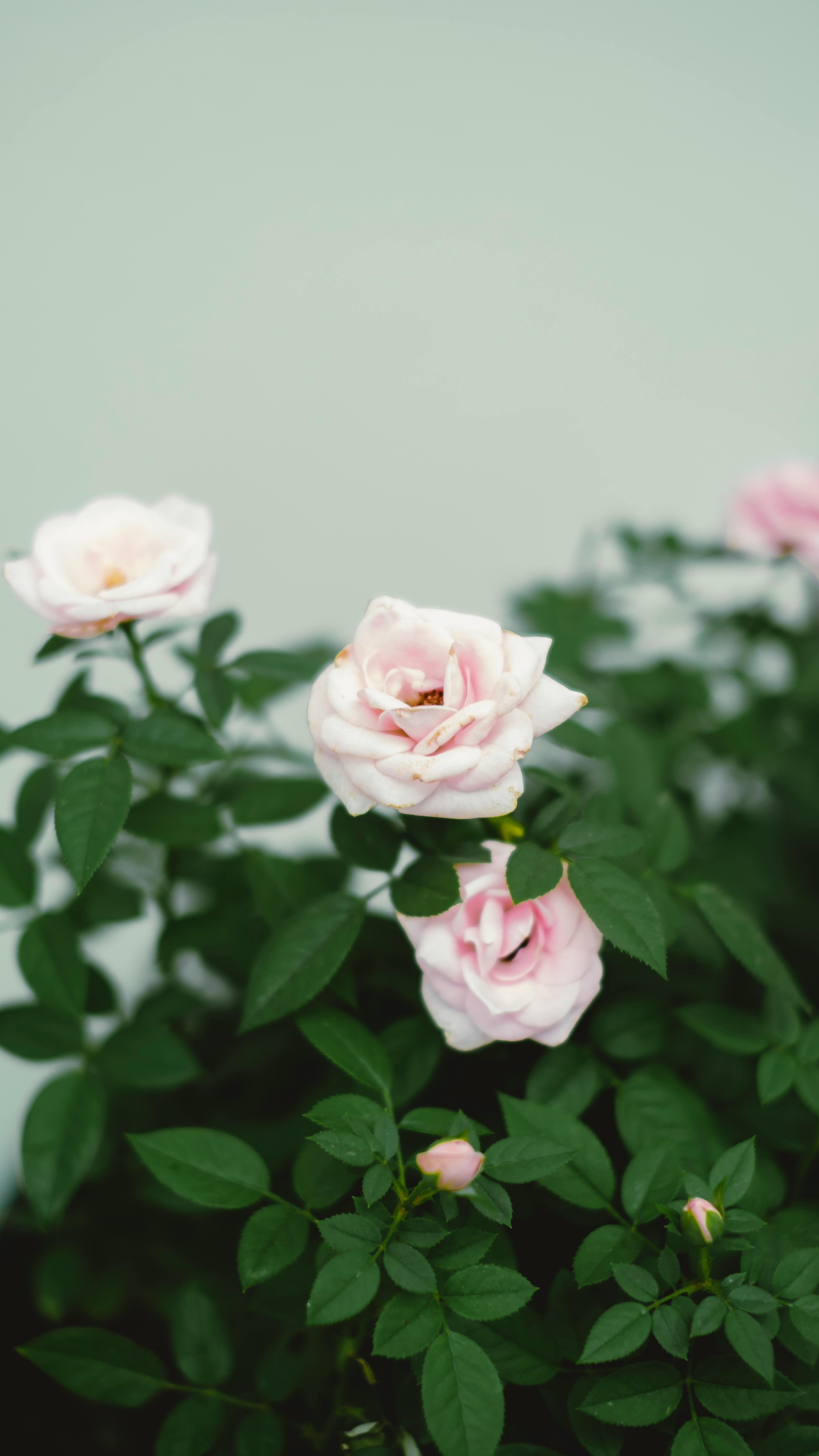 [ColoSach]-a-close-up-of-soft-pink-roses-blooming-amid-lush-green-leaves,-capturing-natural-beauty.