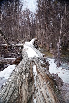 bosque